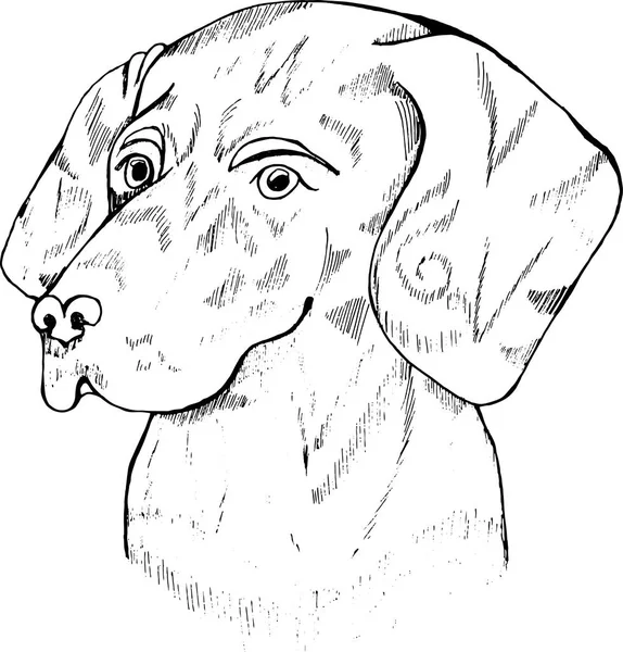 黑白狗插图。头纹身拉布拉多. — 图库矢量图片