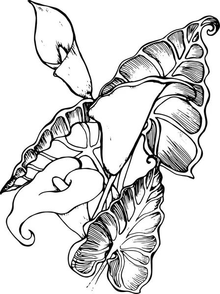 Ilustrace z bílých spathiphyllum. Symbol krásy a upřesnění. — Stockový vektor
