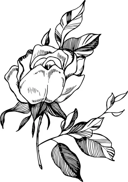 Illustrazione rosa bianca nera. Disegno di una pianta nello stile di un tatuaggio . — Vettoriale Stock