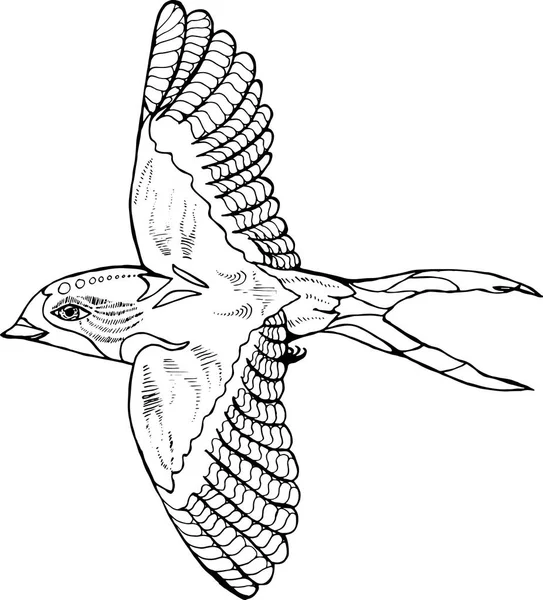 Illustration d'une hirondelle dans un profil. Oiseau volant — Image vectorielle