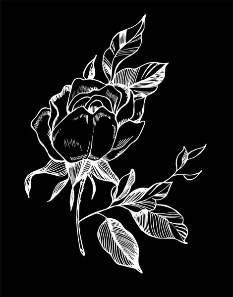 Μαύρο λευκό τριαντάφυλλο εικονογράφηση. Κατάρτιση ενός εργοστασίου στο στυλ του ένα τατουάζ. Κιμωλία σε έναν πίνακα. — Διανυσματικό Αρχείο