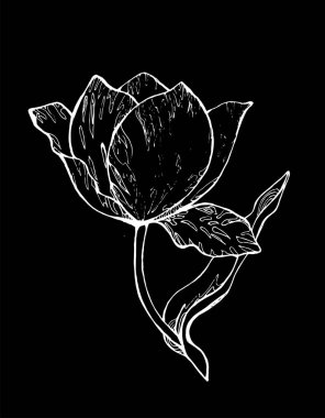 Siyah ve Beyaz Lale illüstrasyon. Grafik çiçek. Bir tahtaya tebeşir