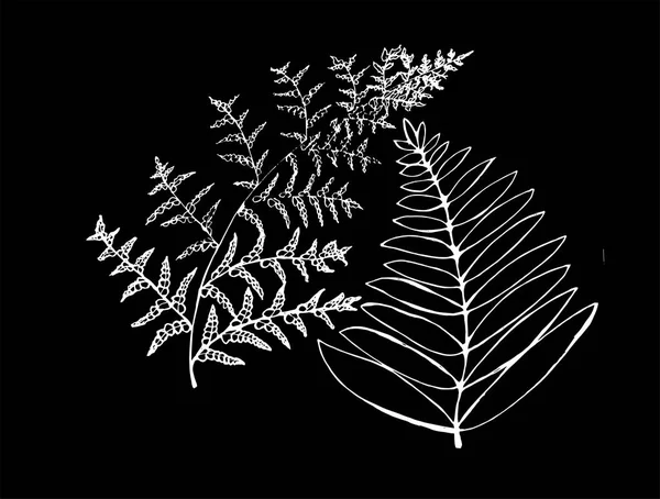 Zwart-wit fern illustratie in een spiraal. Jonge varens blad. Krijt op een bord — Stockvector
