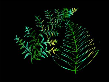 Yeşil degrade fern çizimde bir sarmal. Genç fern yaprak.