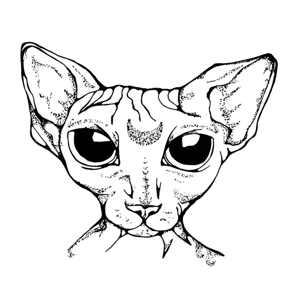 Schwarz-Weiß-Illustration einer Zeichnung einer schönen Katze mit Glatze. — Stockvektor