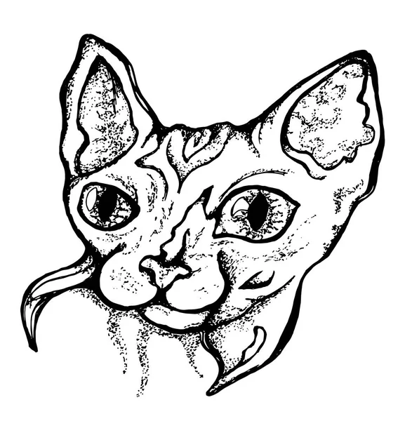 Illustrazione in bianco e nero di un disegno di un gatto calvo di bellezza . — Vettoriale Stock