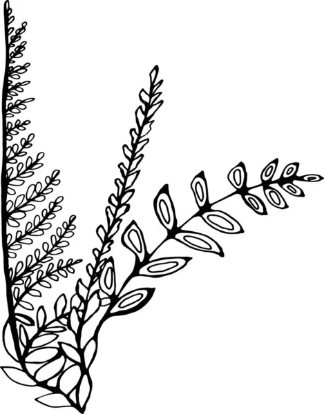 Illustration de bouquets de fougères et d'herbes . — Image vectorielle