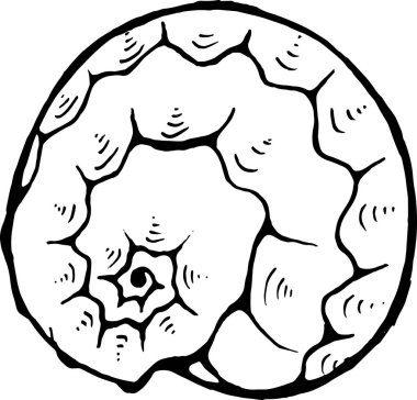 Deniz hayvanı çizimi. Eski deniz sarmalı. Dövme fikri.