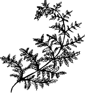 Siyah ve beyaz eğrelti otu çizimi. Antik ruhsal bitki.