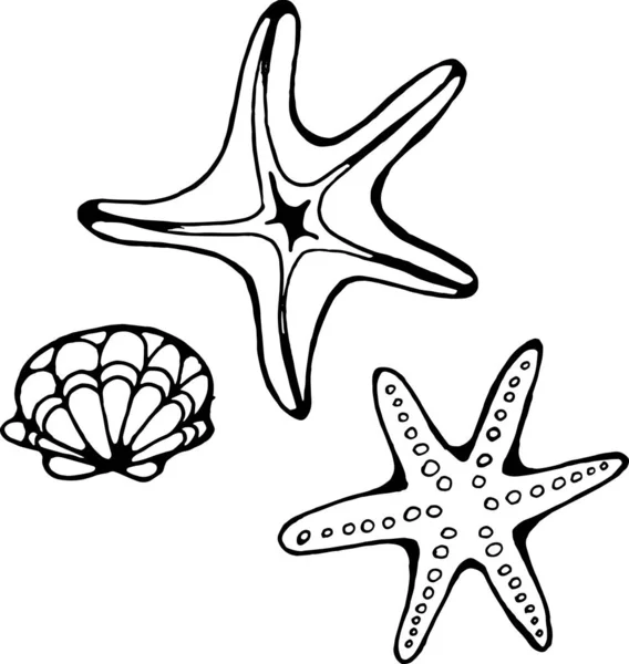 Doodle Starfish Con Conchigliaストックベクター ロイヤリティフリーdoodle Starfish Con Conchigliaイラスト ページ 7 Depositphotos