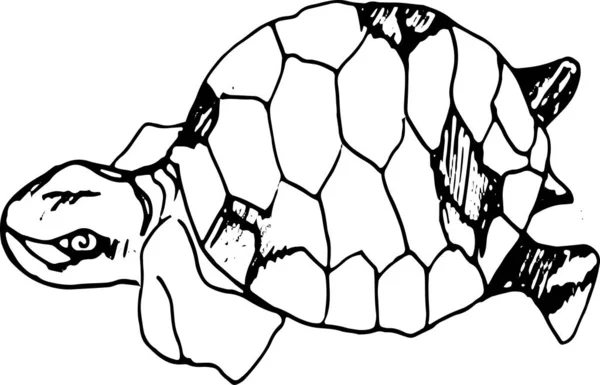 Illustrazione di una saggia tartaruga. Tartaruga nello stile del minimalismo. — Vettoriale Stock