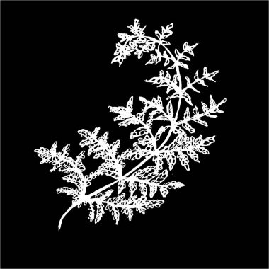 Siyah ve beyaz eğrelti otu çizimi. Eski bir bitki. Tahtadaki tebeşir.