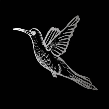 Uçan sinekkuşu tasviri. Küçük sofistike bir kuş. Tahtadaki tebeşir.