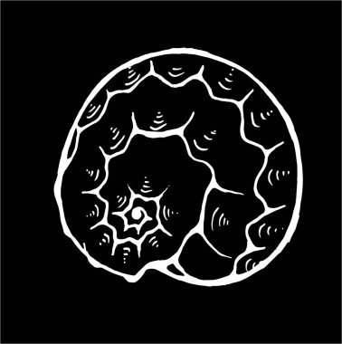 Deniz hayvanı çizimi. Eski deniz sarmalı. Dövme fikri.