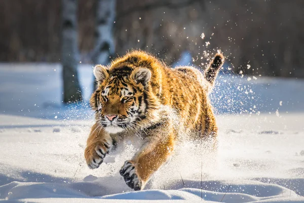 Mooie Siberische Tijger Uitgevoerd Sneeuw Vreugde Van Winter Verbazingwekkende Majestueuze — Stockfoto