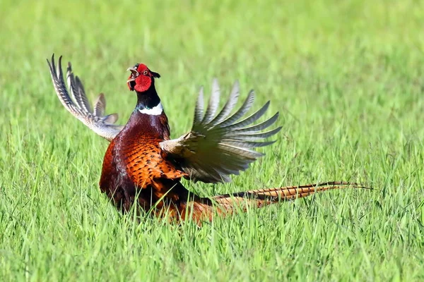 Пейзаж с диким фазаном (Phasianus colchicus) на лугу в Украине, 2017 г. . — стоковое фото