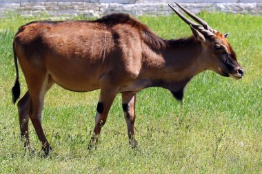Antilop eland Ulusal Askania-Nova saklıdır. Ukrayna. Canna antilop. 2017