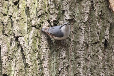Bir dalda tutunmuş Bayağı sıvacı kuşu ahşap sıvacı kuşu (Sitta europaea). Tipik poz orman katta Avrupa sıvacı kuşu. Ukrayna, 2017.