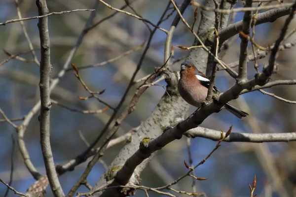 Buchfinkenvogel Fransencoelebs Singvogel Aus Der Familie Der Finken Vogel Ast — Stockfoto