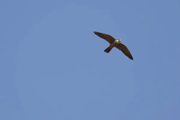 Europeiska Rovfåglar Tornfalk Falco Tinnunculus Ukraina Zakarpattia Region Kestrel Flykt — Stockfoto