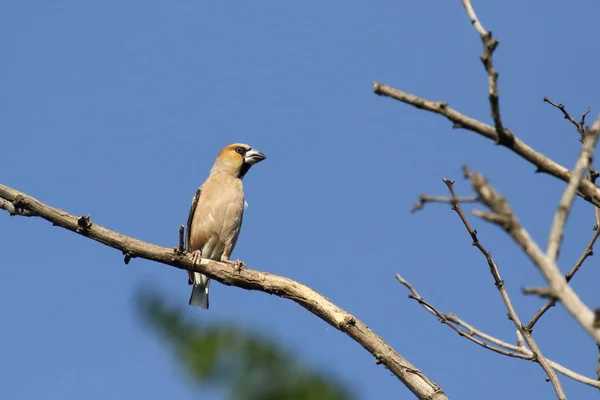 鹰雀是雀鸟科的一种路人鸟 乌克兰 它的头是橙褐色的 有黑色的眼睛成熟和围裙 上部是深棕色的 下部是橙色的 — 图库照片