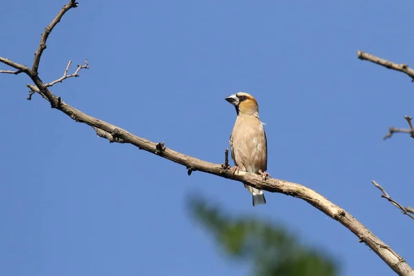 Jestřáb Coccothraustes Coccothraustes Ptačí Pták Čeledi Pěnkavinská Ukrajina Jeho Hlava — Stock fotografie