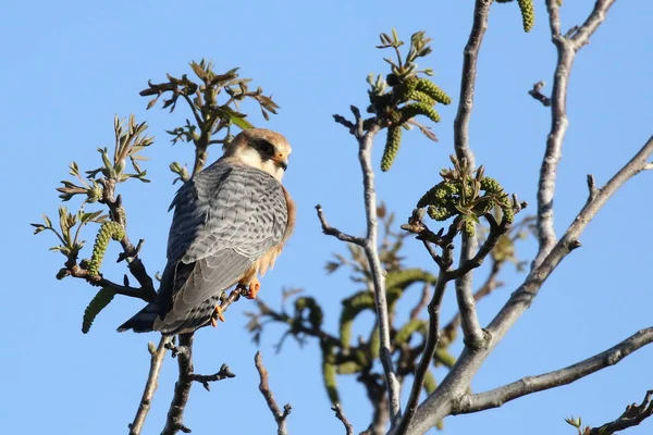 Ortak Kestrel Falco Tinnunculus Bir Ağaç Dalı Üzerinde Oturuyor Ukrayna — Stok fotoğraf