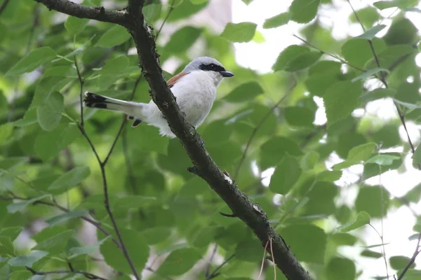 Shrike Gambero Grigio Minore Posatoi Minori Lanius Ramo Albero Ucraina — Foto Stock