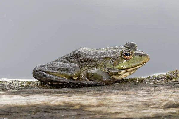 青蛙特写的自然背景 普通蛙 也被称为欧洲常见的青蛙 欧洲普通的棕色青蛙 或欧洲的草蛙 坐在一个单一的分支对浅灰色背景 乌克兰 — 图库照片