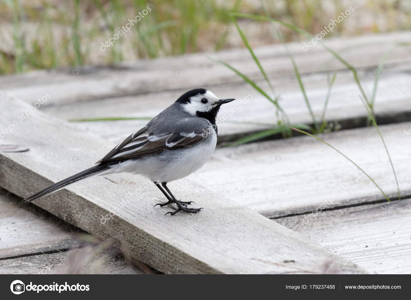 Bergeronnette Printanière Oiseau Noir Blanc Charmant Petit