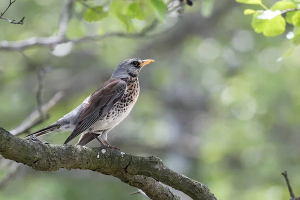 Fieldfare Bird Branch Close Turdus Pilaris Ukraine Hunting Bird — Stock Photo, Image