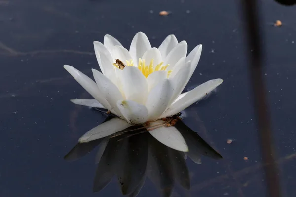 Weiße Seerose Mit Der Echten Reflexion Ukrainisch Ist Ein Ausgezeichneter — Stockfoto