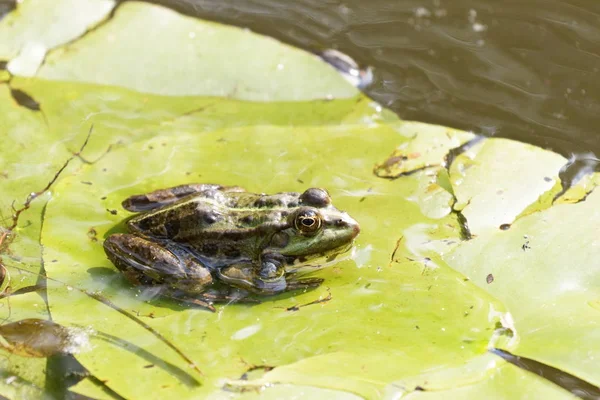 青蛙特写在自然背景乌克兰 普通蛙 也被称为欧洲常见的青蛙 欧洲普通的棕色青蛙 或欧洲的草蛙 坐在一个单一的分支对浅灰色背景 — 图库照片