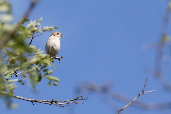 Red Backed Shrike Branch Tree Nature Wild Ukraine 2017 Red — Stock Photo, Image