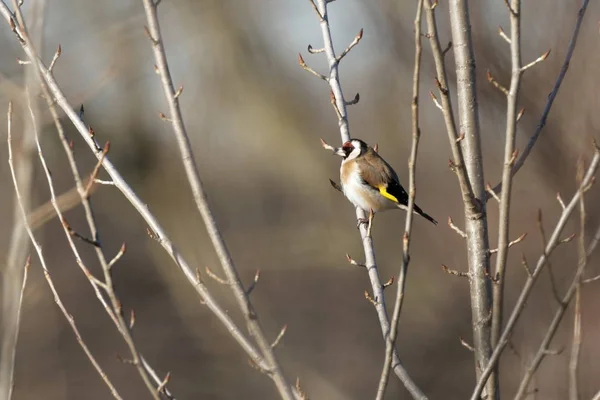 European Goldfinch Goldfinch Carduelis Carduelis Perched Branch Staring Left Natural — Stock Photo, Image
