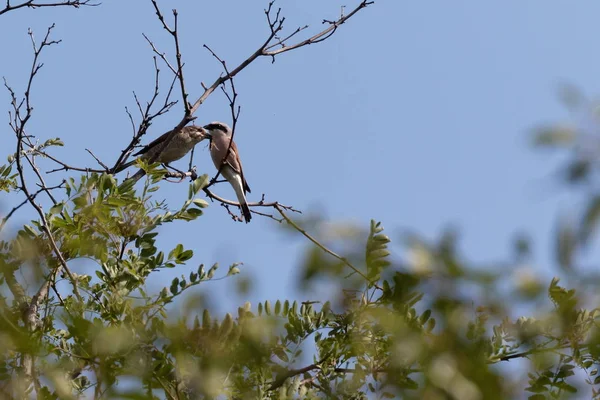 Dos Shrike Con Respaldo Rojo Lanius Collurio Ucrania 2017 Shrike —  Fotos de Stock