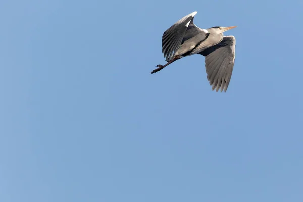 灰色苍鹭乌克兰2018Grey 苍鹭飞行在蓝天背景 灰色苍鹭在飞行 — 图库照片