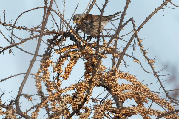 ノハラツグミつぐみ毛孔を近くの枝に鳥 ウクライナ 狩猟鳥 ウクライナ 2018 — ストック写真
