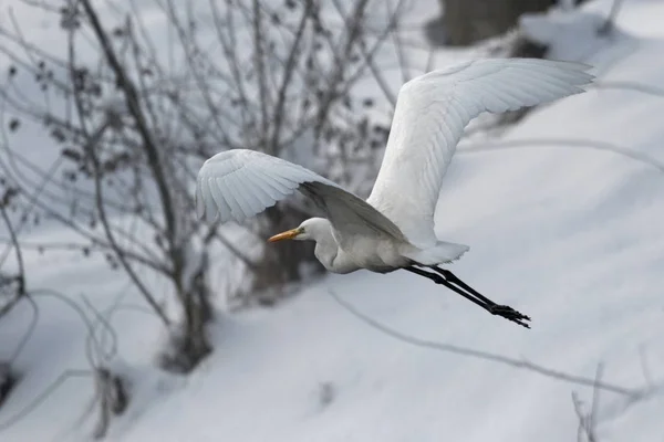 在寒冷的冬天白色的雪风大白鹭 大自然的野生动物场景 雪风暴与鸟 苍鹭与雪在自然栖所 欧洲寒冷的下雪的冬天 野生动物 一个伟大的白色苍鹭乌克兰2018Wingspan 白面苍鹭 — 图库照片