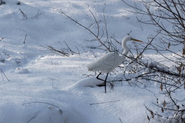 Büyük bir beyaz heron Ukrayna. Doğadan 2018.Wildlife sahne. Heron karda doğa yaşam alanı ile. Vahşi hayvanlar. Europe.Closeup beyaz Heron ayakta beyaz karda soğuk karlı kış.