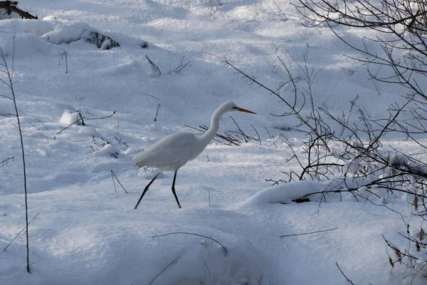 一个伟大的白色苍鹭乌克兰 2018 Wildlife 自然场景 苍鹭与雪在自然栖所 野生动物 欧洲寒冷的下雪的冬天 白色苍鹭的特写在白色雪站立 — 图库照片