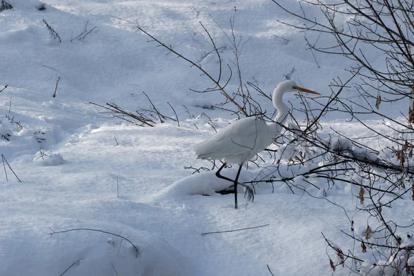 一个伟大的白色苍鹭乌克兰 2018 Wildlife 自然场景 苍鹭与雪在自然栖所 野生动物 欧洲寒冷的下雪的冬天 白色苍鹭的特写在白色雪站立 — 图库照片