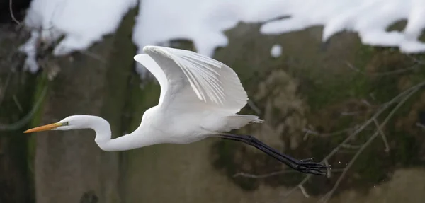 Grande Airone Bianco Volo Ucraina 2018 Grande Airone Bianco Nel — Foto Stock