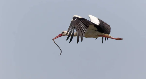 the stork carries a  big snake in flight. Ukraine. 2017.