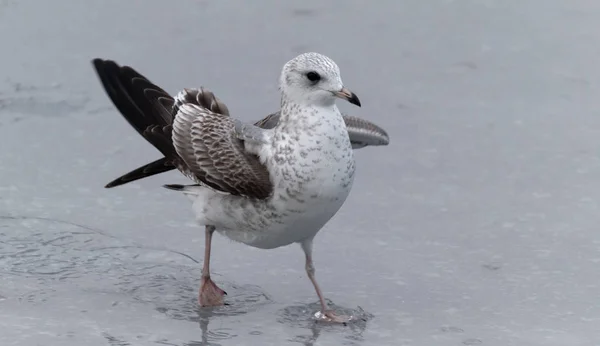 Sea Gull Στέκεται Στα Πόδια Του Πάνω Στην Παραλία Κλείνω — Φωτογραφία Αρχείου