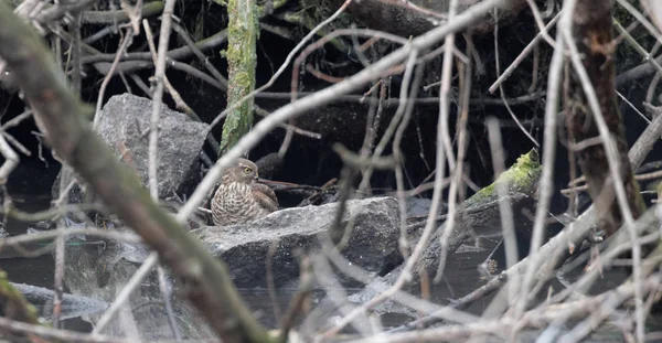 Gatyás Ölyv Buteo Lagopus Állat Természetvédelmi Háttér Vadon Élő Állatok — Stock Fotó