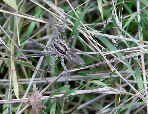 Örümcek Web Örümcek Çim Çim Bıçaklar Yeşil Çayır Arka Plan — Stok fotoğraf