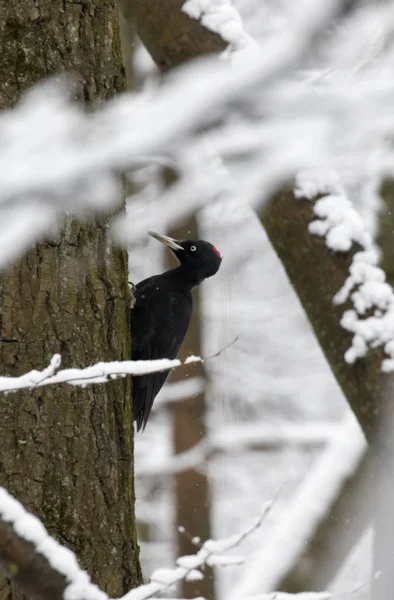 Black woodpecker looking for food on a tree trunkThe feathery woodcutter hollows a pine. Chips fly extensively. Be protected wreckers!The Black woodpecker (Dryocopus martius) is in the park. Kiev Ukraine.