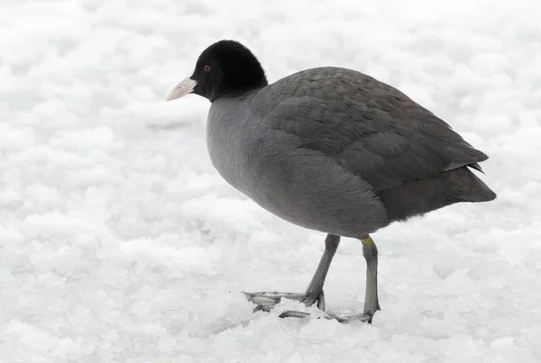 Close Belo Coot Preto Fulica Atra Animais Natureza Contexto Vida — Fotografia de Stock