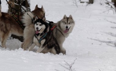 Huskys üstünde kar kış orman içinde. Kızıl ve siyah-beyaz köpekler bekliyoruz. Ukrayna. Husky köpek gözlerini dikip bakıyor. Yırtıcı standları karla kaplı bir yamaçta bir kış gününde.